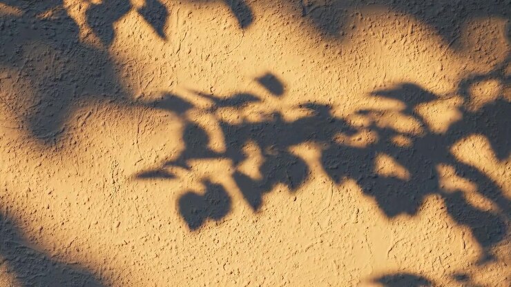 Moving Shadows of Leaves on a Textured Wall in Golden Sunlight