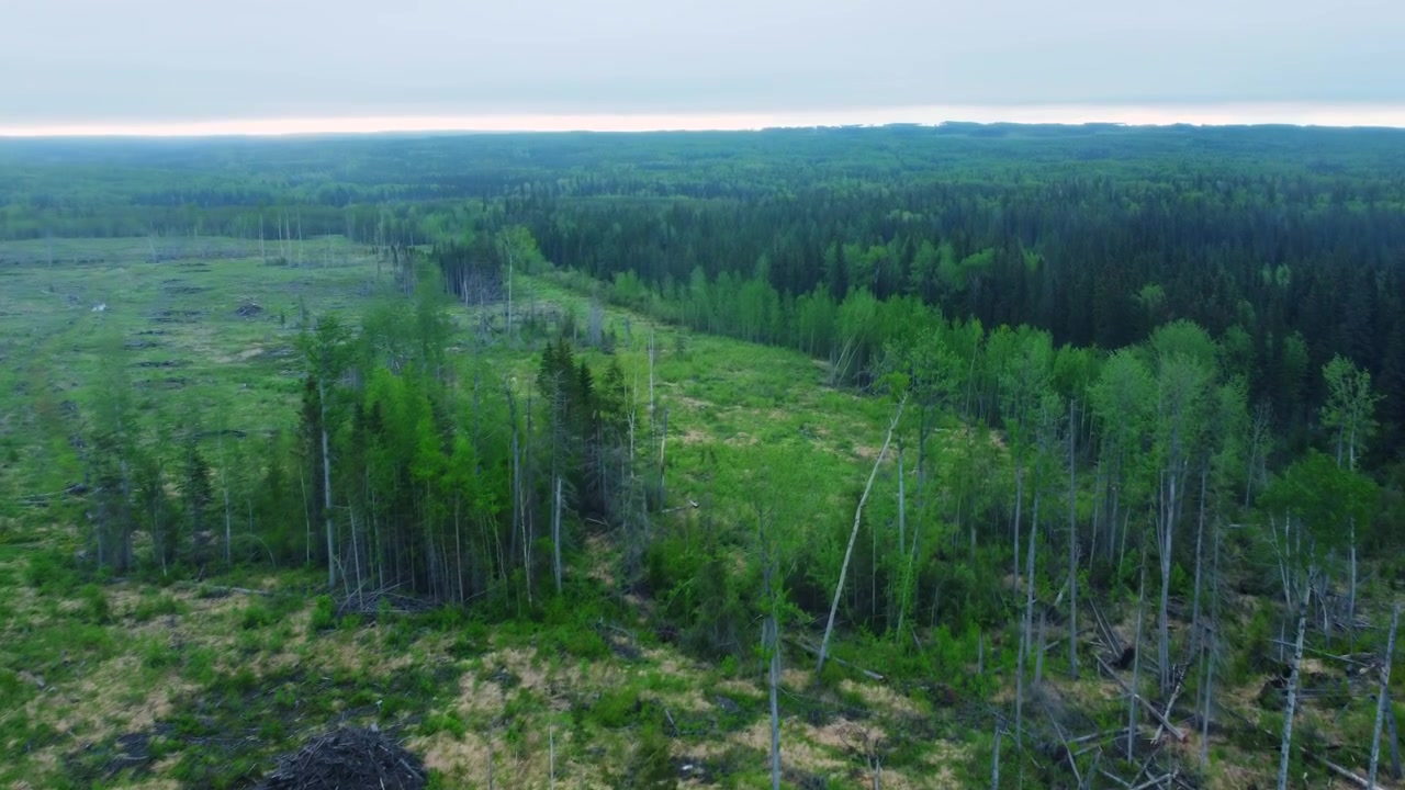 Kaunis kesäinen ilmakuva metsästä lähellä Fawcett-järveä, Albertassa.
