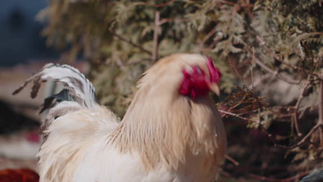 Free-range-one-white-domestic-rooster-chicken-on-a-small-rural-eco-farm,-hen-looking-at-camera