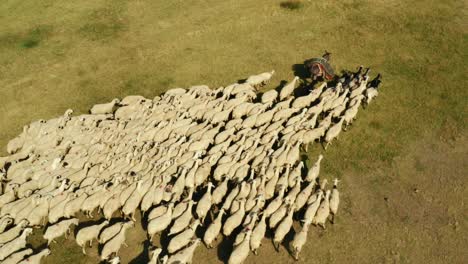 herd of sheep grazing in the countryside