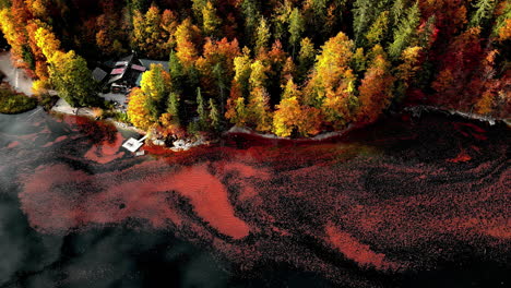 Luftdrohnenaufnahme-Von-Oben-Nach-Unten-über-Dem-Farbenfrohen-Toplitzsee,-Der-An-Einem-Sonnigen-Tag-Wunderschöne-Herbstfarben-Aus-Den-Blättern-Des-Umliegenden-Waldes-Reflektiert