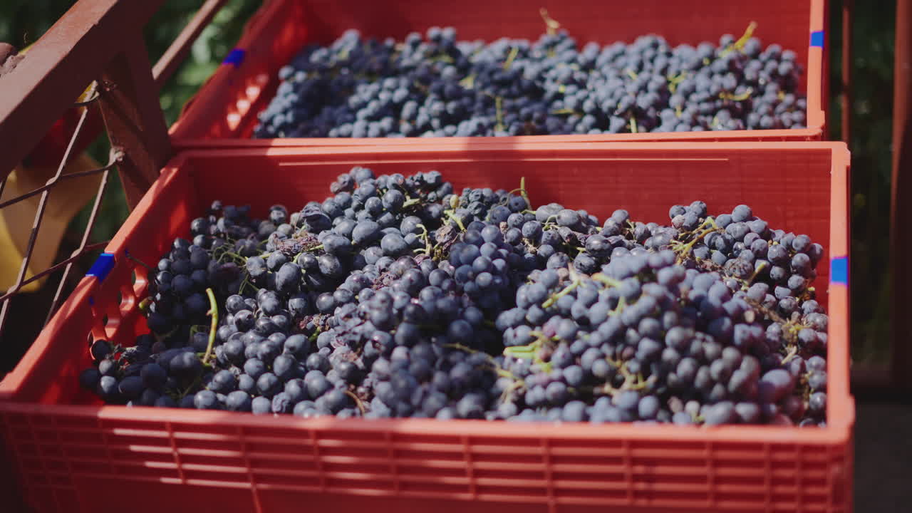 Grape Harvest in Bins