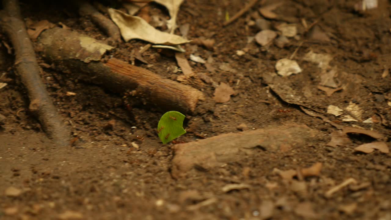 hormiga cortadora de hojas que lleva una hoja enorme