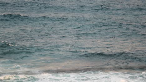 swimming dolphins surfacing on sea waves