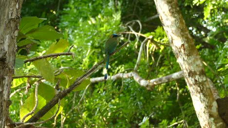 A-blue-capped-motmot-in-Gamboa-Rainforest-Reserve,-Panama,-medium-shot