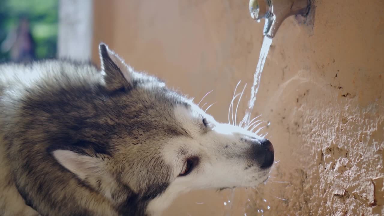 primer plano de un adorable perro malamute de alaska bebiendo agua de una fuente en un parque en cámara lenta