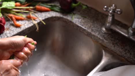 hands cleaning and washing fresh spinach leaves in tap water in the kitchen sink