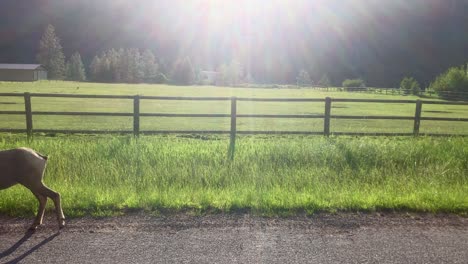 A-single-bighorn-sheep-walks-down-the-road-at-Rock-Creek-Montana