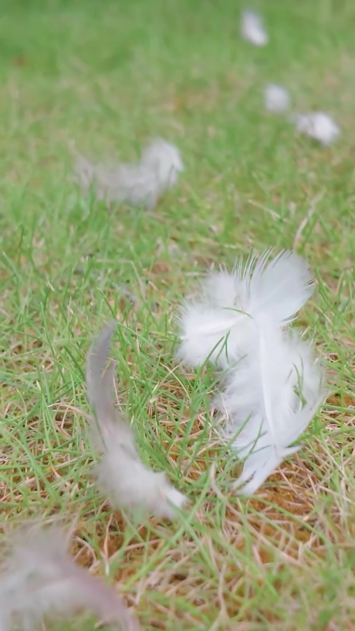 Feathers on grass lawn after cat and pigeon fight, low camera push forward revealing scattered down and signs of predation in a backyard setting. Vertical format for social media.