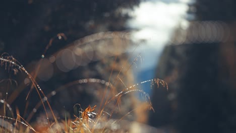 wispy dry grass on the blurry background