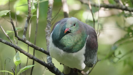 new zealand pigeon kereru resting on tree branch - close up