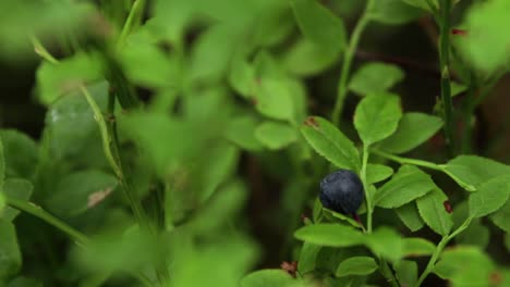 close up of a single blueberry on a small bush in a forest with shallow depth of field