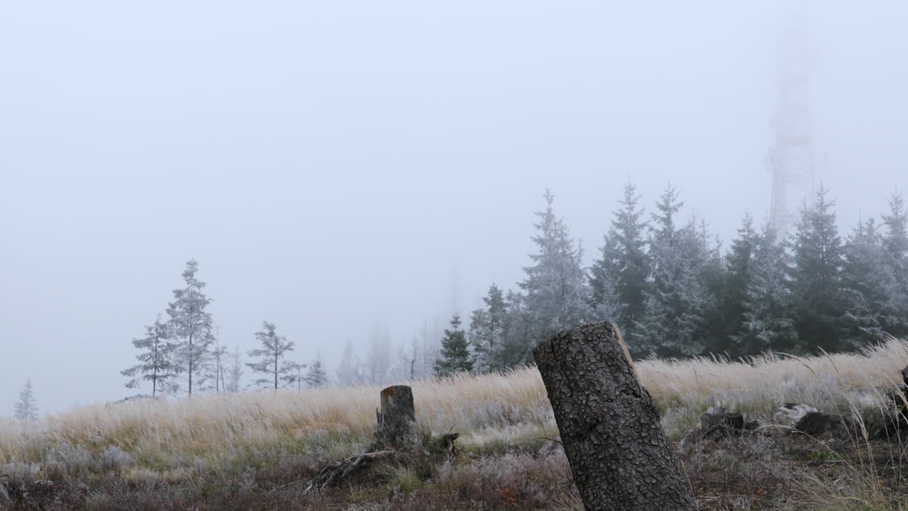 나무 줄기가 보이는 숲 한가운데의 안개와 배경에 고운 눈