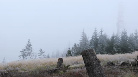 fog in the middle of the forest with a view of the tree trunk and fine snow in the background