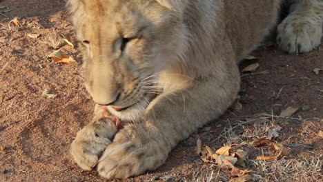 Young-lion-enjoying-a-snack