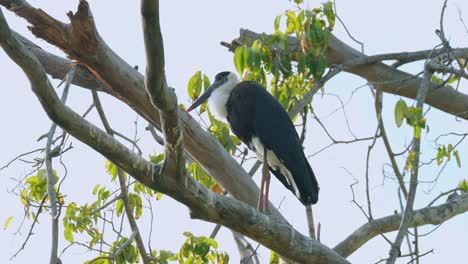 Blick-Nach-Links,-Während-Er-Auf-Einem-Ast-Sitzt-Und-Sich-Am-Nachmittag-Umsieht,-Asiatischer-Wollhalsstorch-Ciconia-Episcopus,-Potenziell-Gefährdet,-Thailand