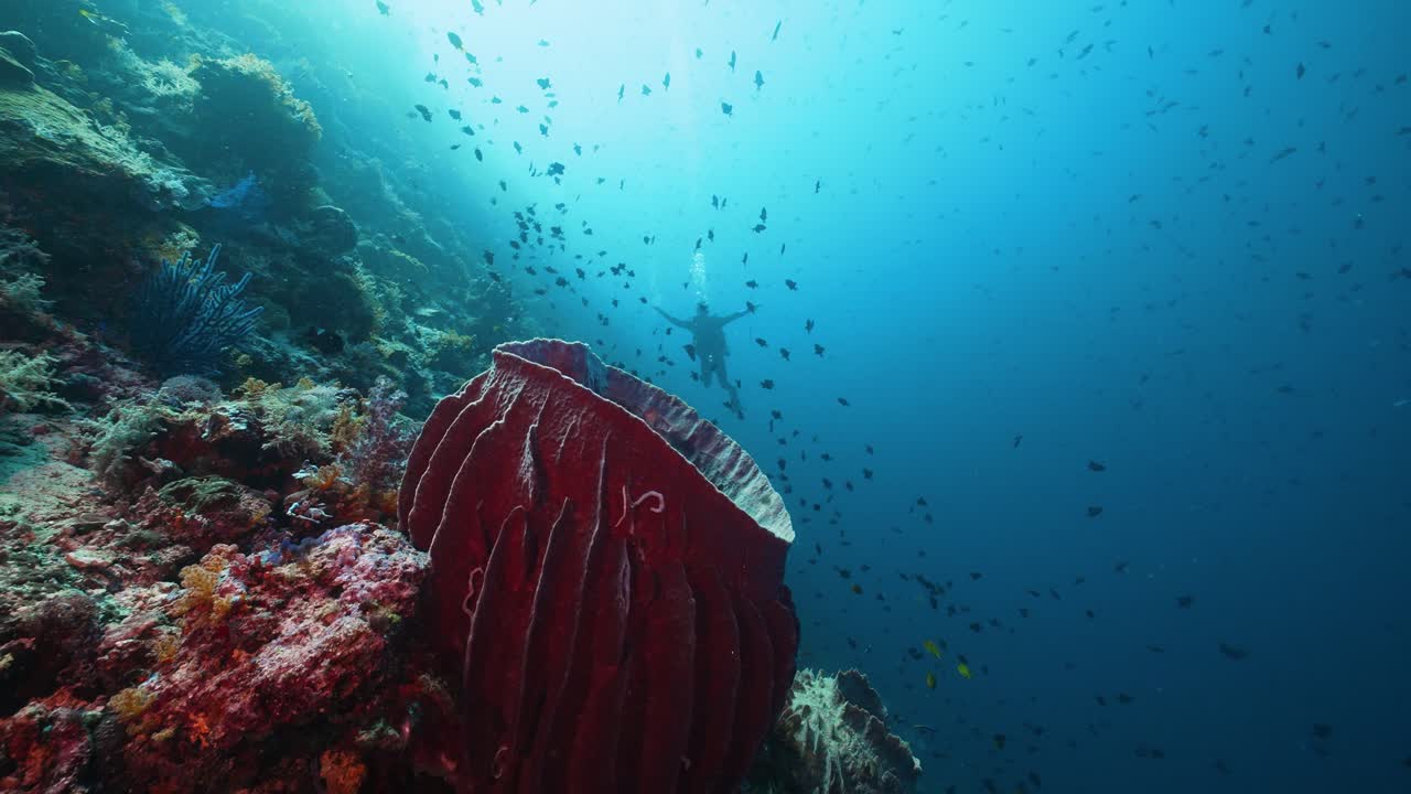 Endonezya'nın Raja Ampat bölgesinde canlı kırmızı yumuşak mercan ve tropikal resif balıklarının arkasındaki erkek tüplü dalgıç.