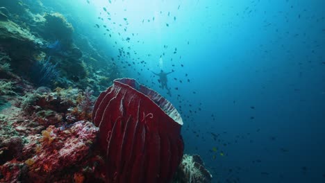 male scuba diver behind vibrant red soft coral and tropical reef fish in raja ampat in indonesia