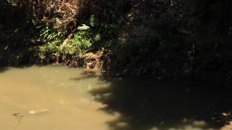 Residuos-Y-Ribera-Destruida-Con-Basura-No-Biodegradable-Y-Vegetación-Afectada-Debido-A-Inundaciones-E-Inundaciones-Con-Pájaros-Volando