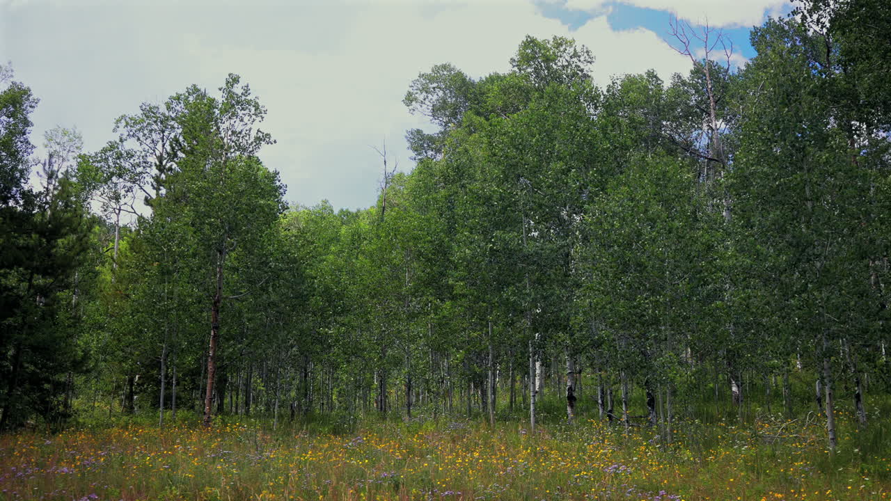 Aspen tree grove yellow wildflowers Mount Holy Cross Half Moon Pass Wilderness aerial drone Colorado summer Vail Avon Redcliff Minturn Gore Range Rocky Mountains blue sky clouds morning breeze static