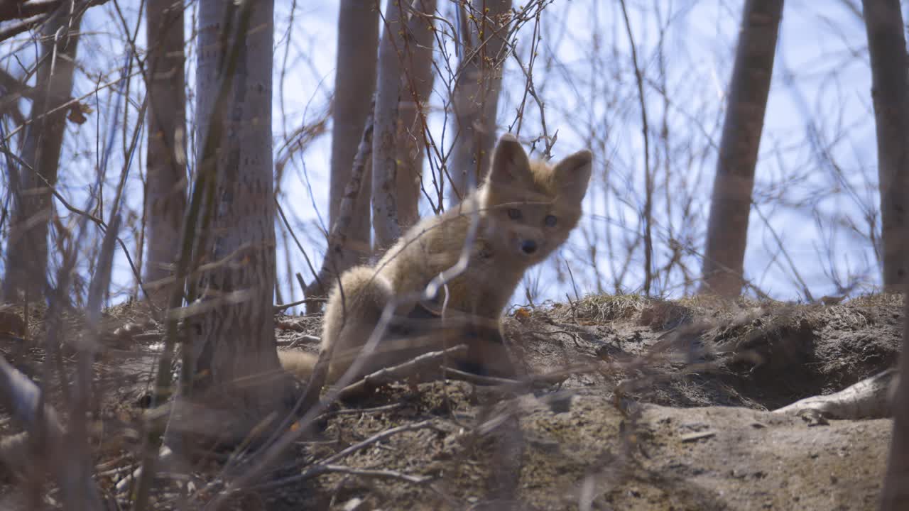 A young fox kit emerges onto a dirt slope, pausing in the trees as it looks toward the camera itching itself