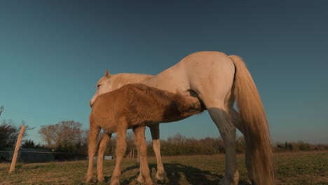 Vestido-De-Caballo-Blanco-Y-Pequeño-Potro-Marrón-Alimentando-Leche-De-Su-Madre,-Captura-De-Video-De-Rotación-Durante-La-Luz-Del-Sol-De-ángulo-Bajo,-Concepto-De-Animales-Domesticados