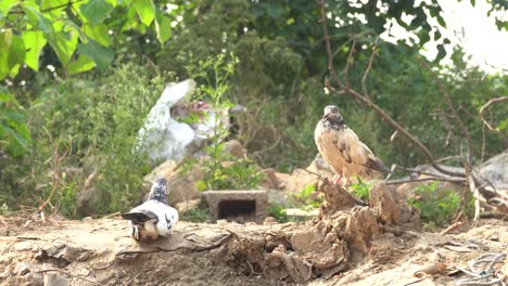 pigeons are visible in a natural environment surrounded by lush green trees.