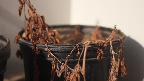 검은색 플라스틱 냄비에 죽은 마른 식물