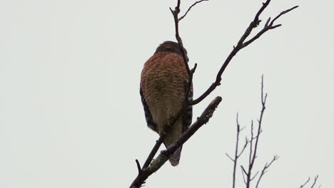 Red-shouldered-hawk-perched-on-a-large,-barren-branch-in-the-pouring-rain