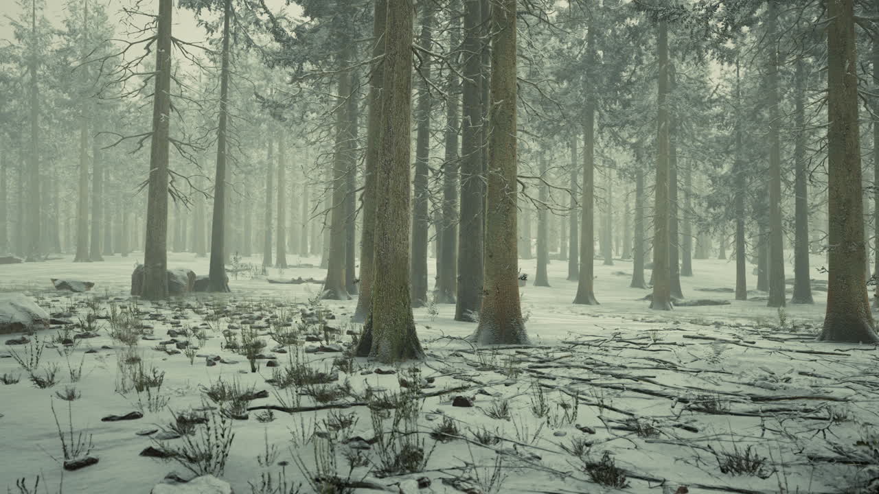 안개 속의 겨울 숲