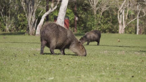 Tiro-Lento-Inclinado-Hacia-Abajo-De-Capibaras-Pastando-En-El-Parque-Nacional-Ibera,-Argentina