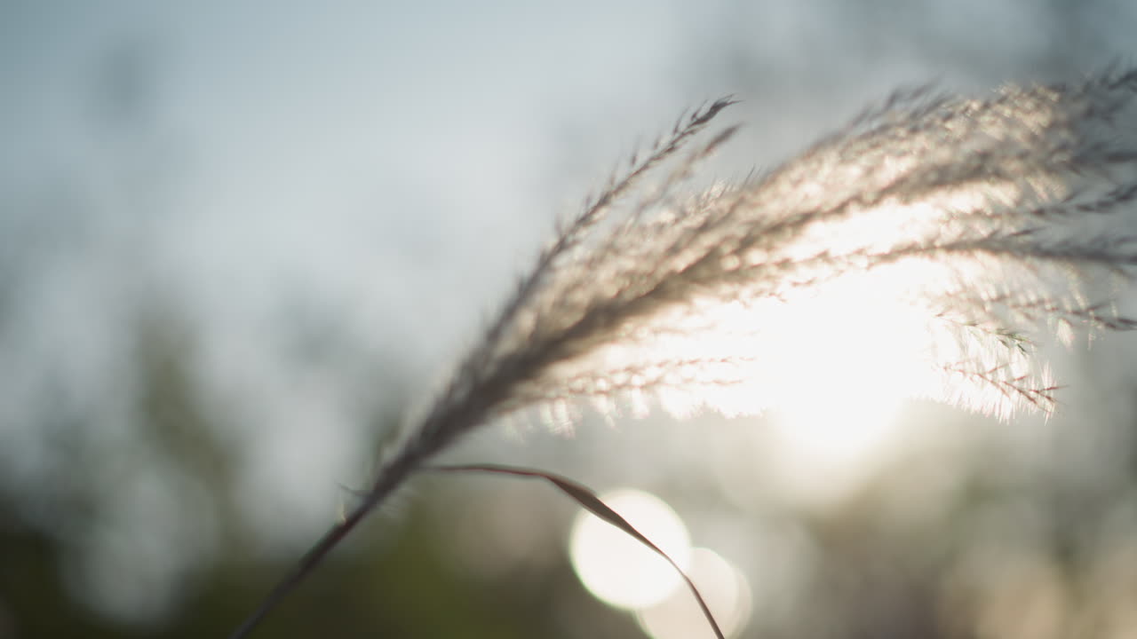 Pluma de hierba a contraluz en un suave amanecer, caña solitaria doblándose con la suave brisa, reflejos bokeh con rocío, fondo tenue, delicados filamentos capturando la luz, ambiente meditativo, tema fotográfico