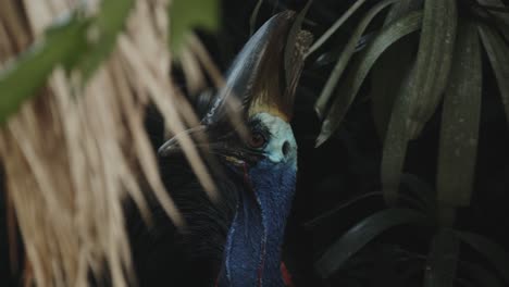 close up clip of australian cassowary in green rainforest environment, surrounded by vegetation