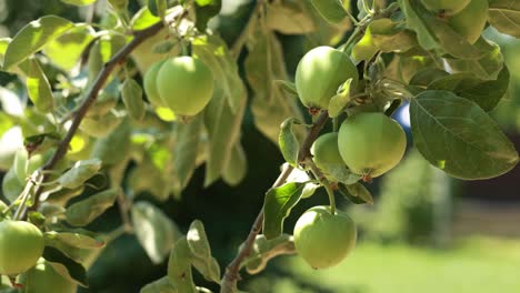 manzanas verdes en un árbol