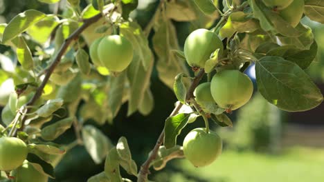 green apples on a tree