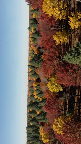 paisaje forestal de otoño