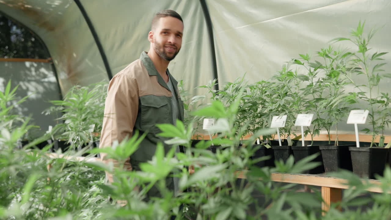 cultivo de cannabis en un invernadero