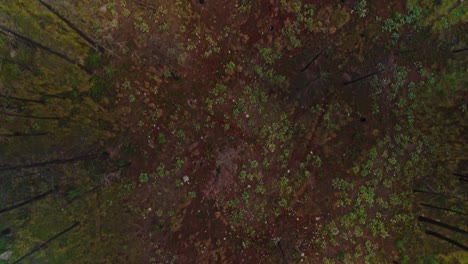 aerial fast moving forward looking down to field of trees growing back from recent forest fire in okanagan lake area bc canada