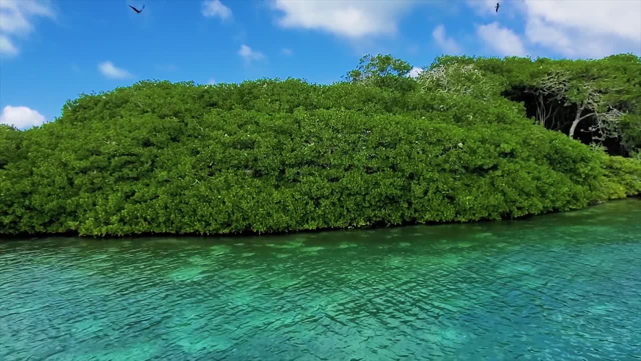 pájaros bobos volando sobre manglares tropicales con aguas poco profundas mar caribe turquesa