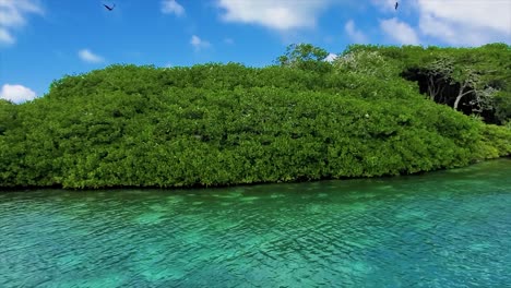 波波斯鳥在熱帶紅樹林上空飛翔 浅水藍色加勒比海