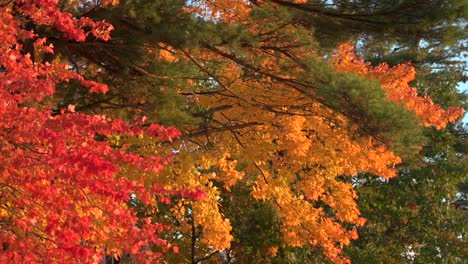 colorful fall leaves during sunset