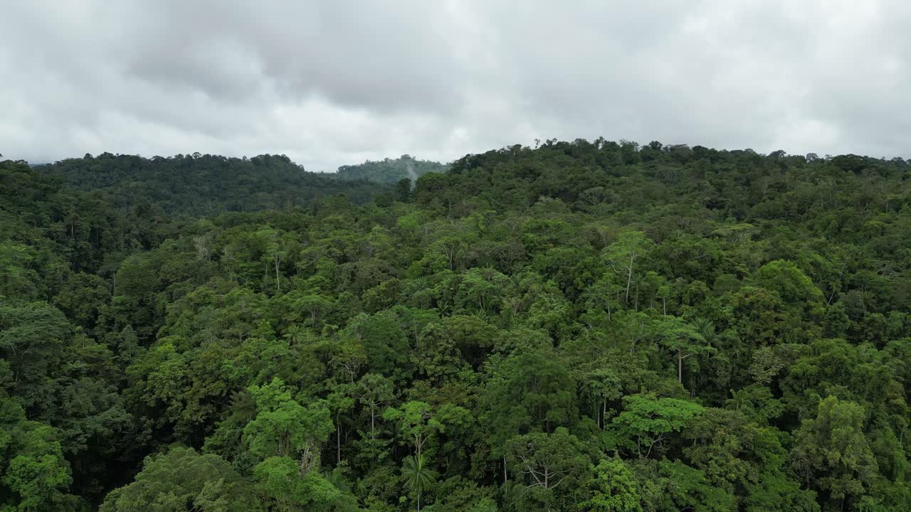 drone sobrevuelo densa selva tropical de nueva guinea