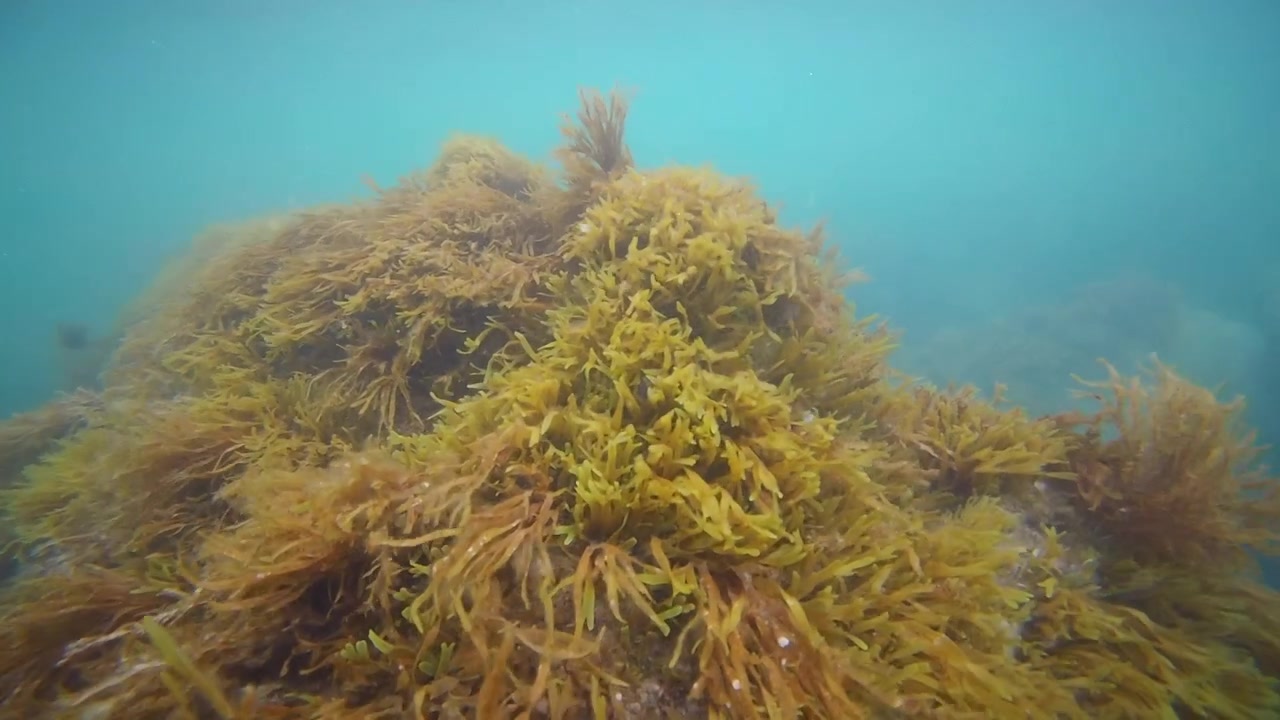 Riprese subacquee di alghe e vegetazione marina che crescono su rocce sommerse in acque oceaniche limpide e blu