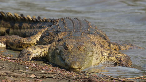 gran cocodrilo del nilo en hábitats de agua dulce en áfrica