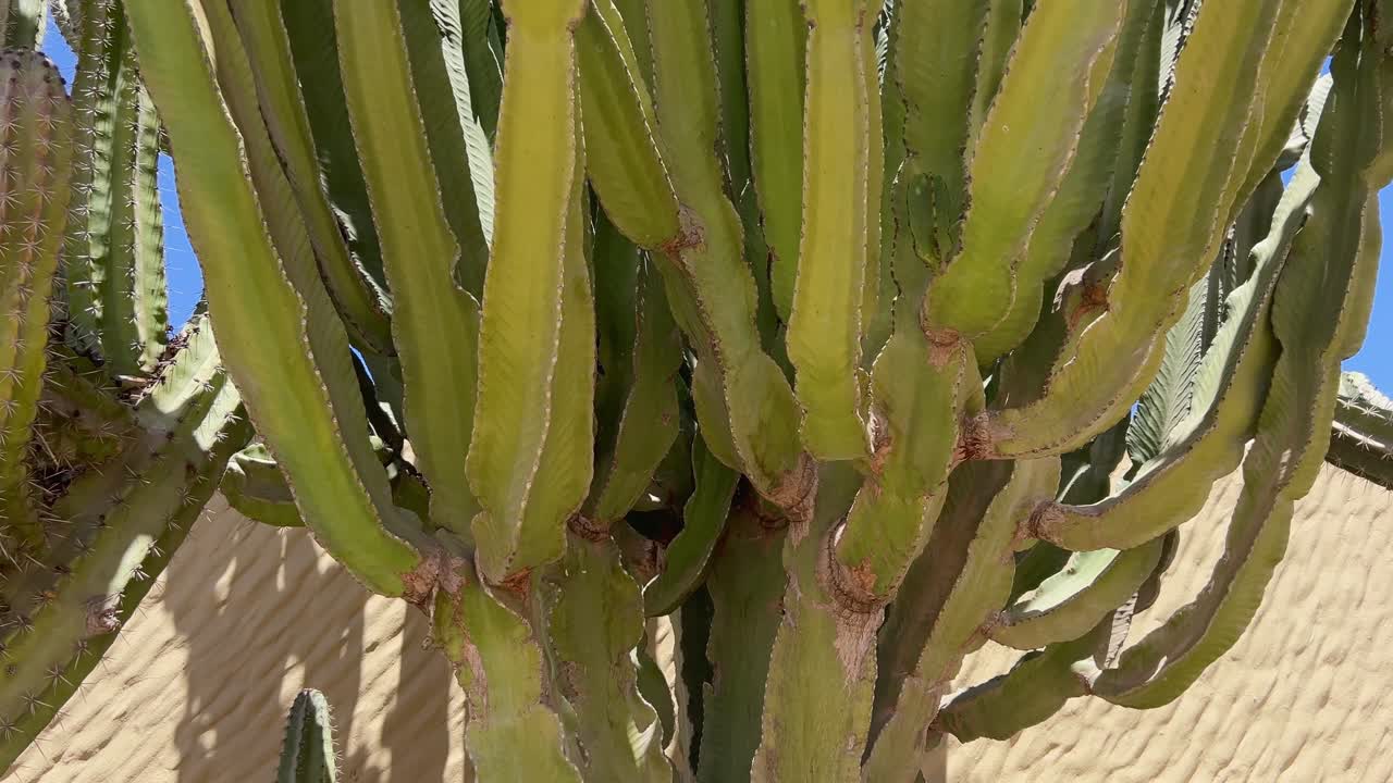 Close-up tilting shot moving up the textured green stems of a large Canary Island Spurge (Euphorbia canariensis) cactus plant. Fuerteventura, Canary Islands, Spain