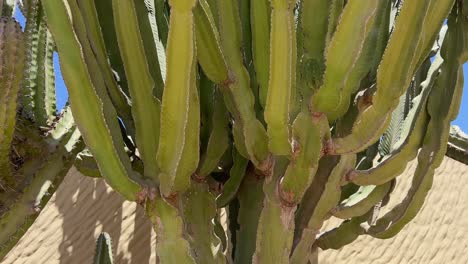 close-up tilting shot moving up the textured green stems of a large canary island spurge (euphorbia canariensis) cactus plant. fuerteventura, canary islands, spain