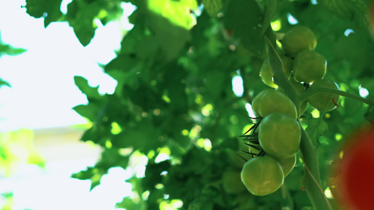 Several red tomatoes on a green plant ready to collect . The camera tilt up and several green tomatoes are visible.