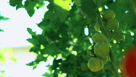 several red tomatoes on a green plant ready to collect . the camera tilt up and several green tomatoes are visible.