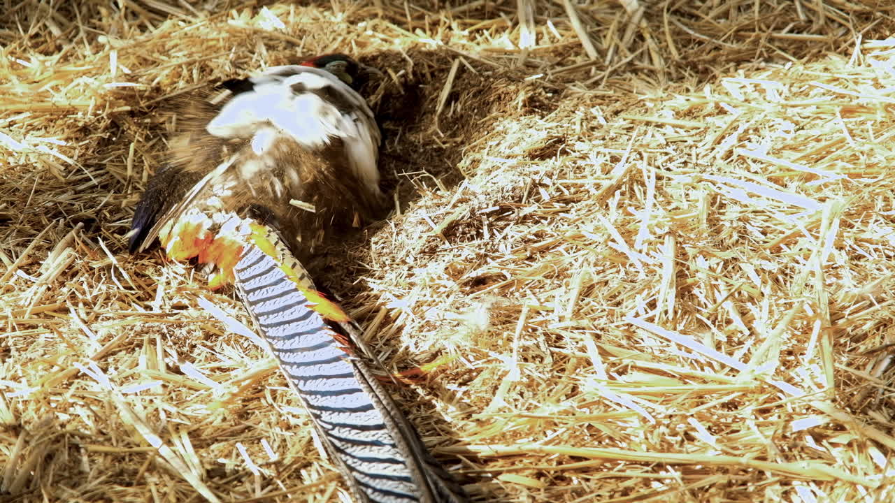 먼지 목욕하는 황금 꿩, 호기심 많은 새 행동