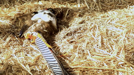 golden pheasant taking a dust bath, curious bird behavior